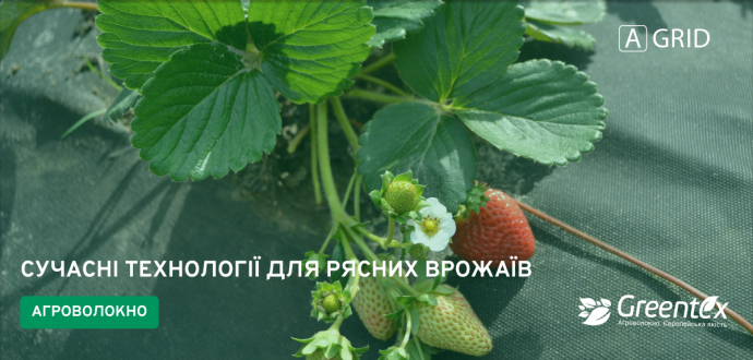 Агроволокно у ягідництві: сучасні технології для рясних врожаїв